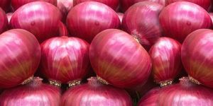Fresh Red Onion