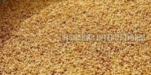 Roasted Sesame Seeds