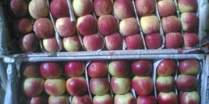 Kashmiri Apples