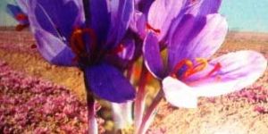 Kashmiri Saffron