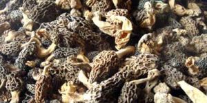 Kashmiri Wild Morels