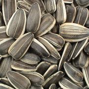 Sunflower Seeds
