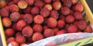 Litchi Packaging Boxes