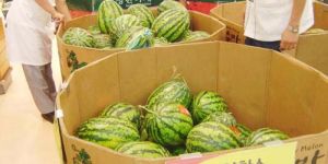 Watermelon Packaging Boxes