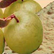 Spray Dried Guava Powder