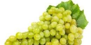 Fresh Grapes
