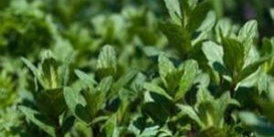 Mentha Piperita Oil