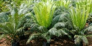 Cycas Circinalis