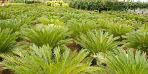 Cycas Revoluta