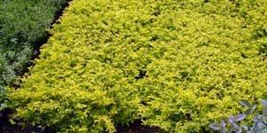 Duranta Plants