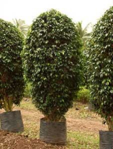 Ficus Black Big Trees