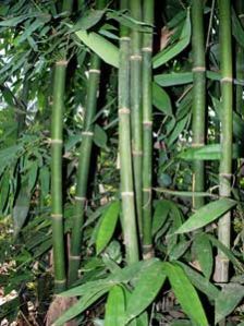 Phyllostachys Nigra