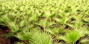 Washingtonia Filifera