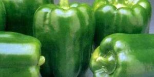 Capsicum