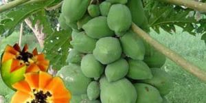 Papaya