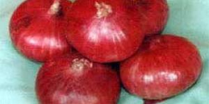 Fresh Red Onion