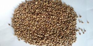 Egal Coriander Seeds