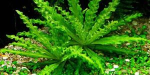 Bowl Lifting Tilting System