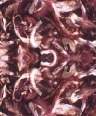 Dehydrated Red Onion