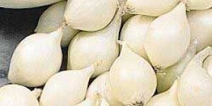 White Onion