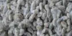 Cotton Seed