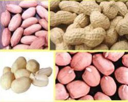 Groundnuts