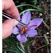 Fresh Saffron