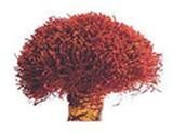 Indian Saffron