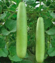 Bottle Gourds