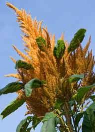 Amaranth Seeds