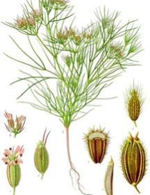Cumin Seeds