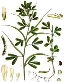 Fenugreek Seeds