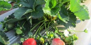 Camarosa Strawberry Plant