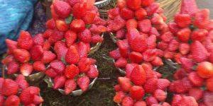 Kamila Strawberry Plant