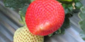 Nabila Strawberry Plant