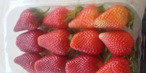 STRAWEBRRY FROZEN & IQF PROCCESED FRUITS
