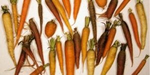 Carrot Seed Oil