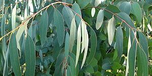 Eucalyptus Oil - Eucalyptus Geaveolens