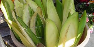 Kewra Flower Absolute(Thotch scre-pine)