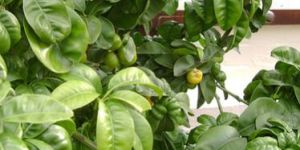 Neroli Essential Oil