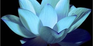 Pink, White & Blue Lotus Absolute
