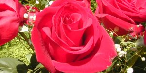 Rose Absolute(Damaks Rose)