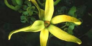 Ylang Ylang Essential Oil