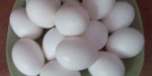 Chicken Eggs