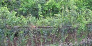 Pithecellobium Dulce