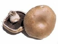 Portobello Mushroom