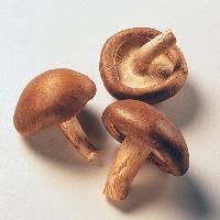 Shiitake Mushroom