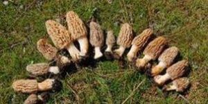 Wild Morels
