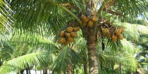 Coconut Tree Plant