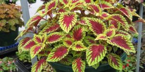 Coleus Plant